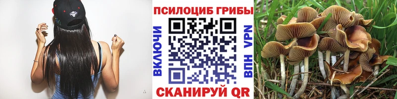наркота  Камешково  Галлюциногенные грибы Cubensis 
